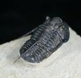 Cyphaspis Trilobite - Freestanding Spines #4100-3